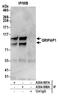 GRIP1 Associated Protein 1 antibody, A304-898A, Bethyl Labs, Immunoprecipitation image 