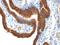 Keratin 8 antibody, orb389020, Biorbyt, Immunohistochemistry paraffin image 