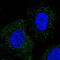 WD Repeat Domain 48 antibody, PA5-58385, Invitrogen Antibodies, Immunofluorescence image 