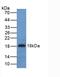 Urocortin 3 antibody, LS-C296929, Lifespan Biosciences, Western Blot image 