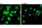 PYD And CARD Domain Containing antibody, 17507S, Cell Signaling Technology, Immunocytochemistry image 