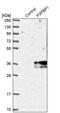 Fibroblast growth factor-binding protein 1 antibody, PA5-52075, Invitrogen Antibodies, Western Blot image 