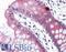 Claudin 5 antibody, LS-B3064, Lifespan Biosciences, Immunohistochemistry frozen image 