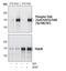 Neurotrophic Receptor Tyrosine Kinase 1 antibody, MA5-14927, Invitrogen Antibodies, Western Blot image 
