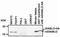 Diablo IAP-Binding Mitochondrial Protein antibody, NBP1-97590, Novus Biologicals, Western Blot image 