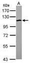 SCP1 antibody, PA5-27354, Invitrogen Antibodies, Western Blot image 