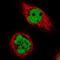 Ribonuclease K antibody, PA5-55083, Invitrogen Antibodies, Immunofluorescence image 