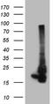 NADH:Ubiquinone Oxidoreductase Subunit B11 antibody, CF807710, Origene, Western Blot image 