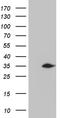Chromosome 2 Open Reading Frame 80 antibody, CF808450, Origene, Western Blot image 