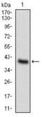 One Cut Homeobox 3 antibody, NBP2-37340, Novus Biologicals, Western Blot image 