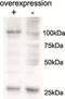 Alanyl-tRNA synthetase, mitochondrial antibody, NBP2-26119, Novus Biologicals, Western Blot image 