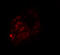 Prickle Planar Cell Polarity Protein 1 antibody, 6561, ProSci, Immunofluorescence image 