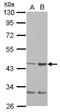 Queuine TRNA-Ribosyltransferase Catalytic Subunit 1 antibody, NBP2-20030, Novus Biologicals, Western Blot image 