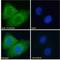 Cytosolic phospholipase A2 antibody, LS-B5952, Lifespan Biosciences, Immunofluorescence image 