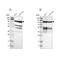 Eukaryotic Translation Initiation Factor 4 Gamma 2 antibody, NBP1-85311, Novus Biologicals, Western Blot image 