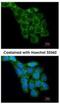 Ribosomal Protein L8 antibody, NBP1-33294, Novus Biologicals, Immunofluorescence image 
