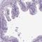 Cilia And Flagella Associated Protein 157 antibody, HPA021474, Atlas Antibodies, Immunohistochemistry paraffin image 
