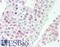 Neuronal Vesicle Trafficking Associated 1 antibody, LS-B10037, Lifespan Biosciences, Immunohistochemistry frozen image 