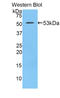 Platelet Derived Growth Factor Subunit B antibody, LS-C295954, Lifespan Biosciences, Western Blot image 