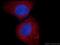 Cell Division Cycle 6 antibody, 66021-1-Ig, Proteintech Group, Immunofluorescence image 