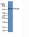 Growth Differentiation Factor 10 antibody, LS-C294346, Lifespan Biosciences, Western Blot image 