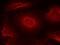 GRIN2B antibody, A01883, Boster Biological Technology, Immunofluorescence image 