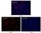 Protein lin-28 homolog A antibody, GTX83162, GeneTex, Immunofluorescence image 