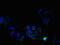 Phosphatidylserine synthase 1 antibody, CSB-PA04305A0Rb, Cusabio, Immunofluorescence image 