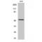 HNF-4-alpha antibody, LS-C383969, Lifespan Biosciences, Western Blot image 