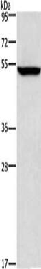 ALG12 Alpha-1,6-Mannosyltransferase antibody, CSB-PA657688, Cusabio, Western Blot image 