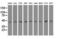 Isovaleryl-CoA dehydrogenase, mitochondrial antibody, LS-C793240, Lifespan Biosciences, Western Blot image 