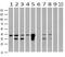 UBX Domain Protein 2B antibody, MA5-25449, Invitrogen Antibodies, Western Blot image 