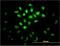Musashi RNA Binding Protein 1 antibody, H00004440-M04, Novus Biologicals, Immunofluorescence image 