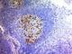 CD57 antibody, V2535IHC-7ML, NSJ Bioreagents, Immunohistochemistry frozen image 