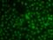 Kruppel Like Factor 3 antibody, PA5-77163, Invitrogen Antibodies, Immunofluorescence image 