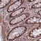 Calcineurin-binding protein cabin-1 antibody, NBP1-91745, Novus Biologicals, Immunohistochemistry frozen image 