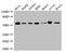 SMAD2 antibody, CSB-PA15557A0Rb, Cusabio, Western Blot image 