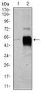 POU Class 3 Homeobox 2 antibody, MA5-17153, Invitrogen Antibodies, Western Blot image 