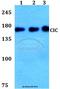 Protein capicua homolog antibody, A00385, Boster Biological Technology, Western Blot image 
