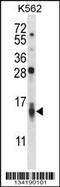 C-C Motif Chemokine Ligand 15 antibody, 57-565, ProSci, Western Blot image 