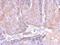 Olfactomedin Like 3 antibody, NBP2-15055, Novus Biologicals, Immunohistochemistry frozen image 