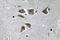 Neuropeptide Y antibody, AP20664PU-N, Origene, Immunohistochemistry frozen image 