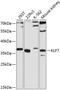 Kruppel Like Factor 7 antibody, 23-752, ProSci, Western Blot image 