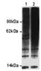 Ubiquitin B antibody, 14-6078-82, Invitrogen Antibodies, Western Blot image 