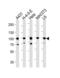 Heat shock protein HSP 90-beta antibody, TA324996, Origene, Western Blot image 
