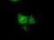 GRIP1 Associated Protein 1 antibody, TA500855, Origene, Immunofluorescence image 