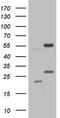 Asparaginyl-TRNA Synthetase 2, Mitochondrial antibody, TA806497S, Origene, Western Blot image 