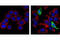 Caspase 3 antibody, 9664P, Cell Signaling Technology, Immunofluorescence image 