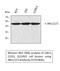 Mitogen-Activated Protein Kinase 8 antibody, STJ93806, St John