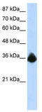 Polypyrimidine tract-binding protein 2 antibody, TA343905, Origene, Western Blot image 